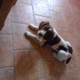 Picture of dog lost at Coudray Au Perche