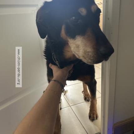 Photo 1/1 Dog reunited Found in Chelles