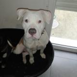 Picture of dog lost at Labarthe Sur Leze