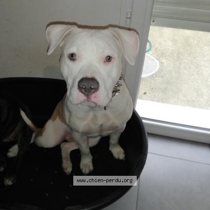 Photo 1/1 Layka Chien lost in Labarthe sur leze