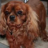 Picture of dog lost at Rebecq Rognon