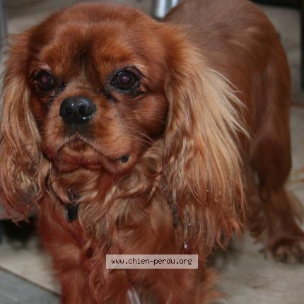 Photo 1/1 Wiki Charlie Chien lost in Rebecq rognon