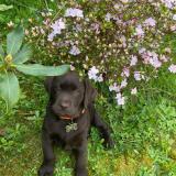 Picture of dog lost at Lannion