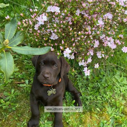 Photo 1/1 Arya Chien lost in Lannion