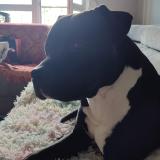 Picture of dog lost at Saint Nazaire