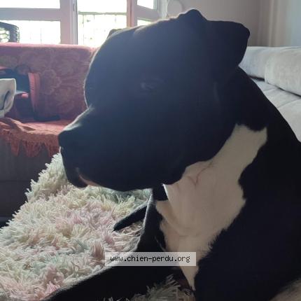 Photo 1/1 Scott Chien lost in Saint nazaire