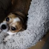 Picture of dog lost at Semussac