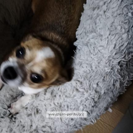 Photo 1/1 Pinkie Chien lost in Semussac