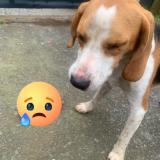 Picture of dog lost at Etang Sale