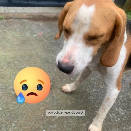 Photo 1/1 Tacos Chien lost in Etang sale