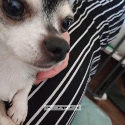 Photo 1/1 Ruban maiko Chien lost in Mazeray