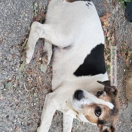 Photo 1/1 Pooky Chien lost in Monteux