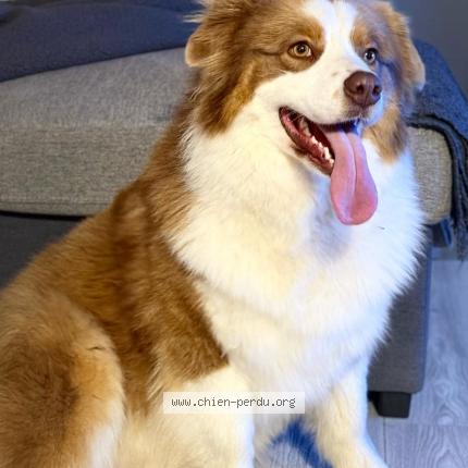 Photo 1/1 Kora Chien lost in Copponex