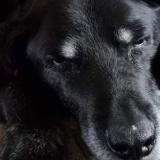 Picture of dog lost at Magnac Bourg