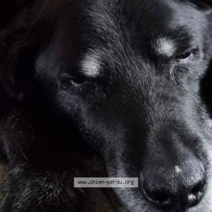 Photo 1/1 Abys Chien lost in Magnac bourg