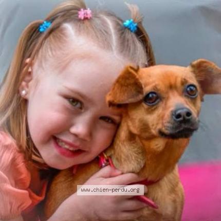 Photo 1/1 Praline Chien lost in Maroilles