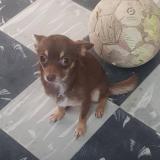 Picture of dog lost at Arroyo Naranjo