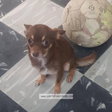 Photo 1/1 Max Chien lost in Arroyo naranjo