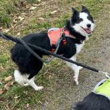 Picture of dog lost at Notre Dame De Mont