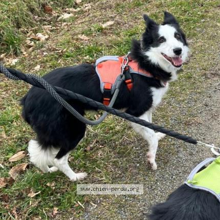 Photo 1/1 Douillette Chien lost in Notre dame de mont