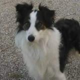 Picture of dog lost at Donzac