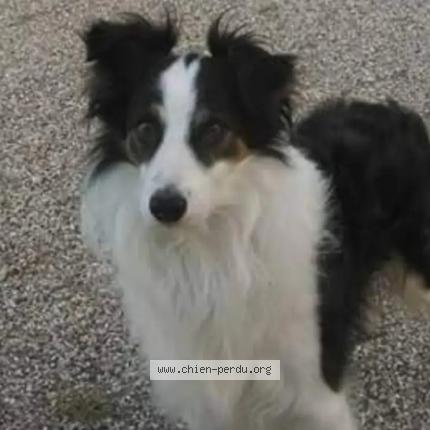 Photo 1/1 Gabin Chien lost in Donzac