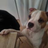 Picture of dog lost at Sollies Toucas