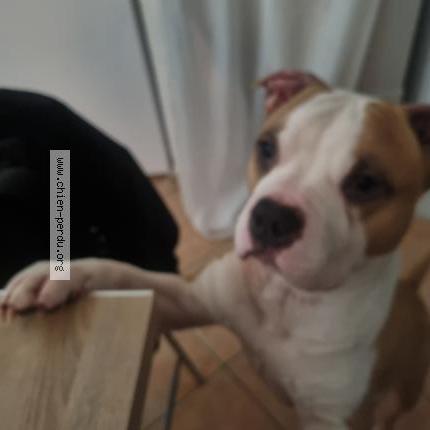 Photo 1/1 Ramses Chien lost in Sollies toucas