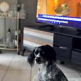 Picture of dog lost at Gouesnou