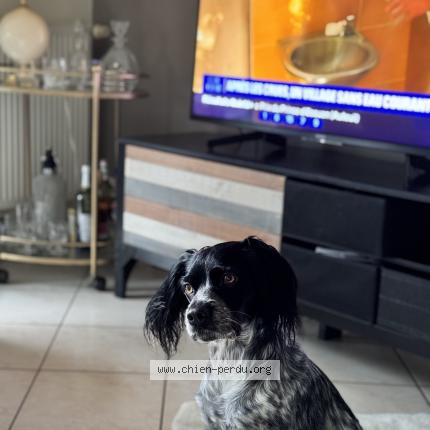 Photo 1/1 Raven Chien lost in Gouesnou