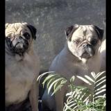 Picture of dog lost at Saint George Sur Meuse