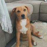 Picture of dog lost at Muret