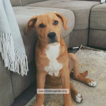 Photo 1/1 naya Chien lost in Muret