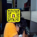 Picture of dog lost at Perpignan