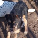 Picture of dog lost at Saint Etienne