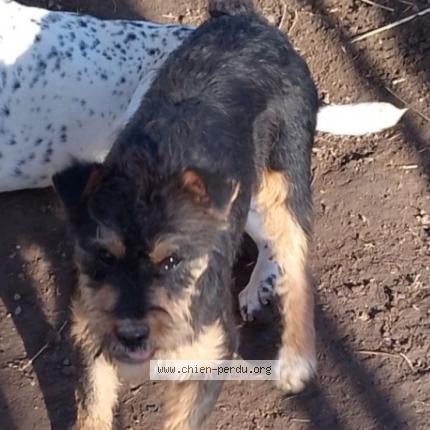 Photo 1/1 Max Chien lost in Saint etienne