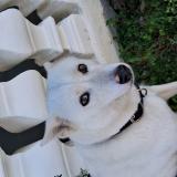 Picture of dog lost at Hato Mayor