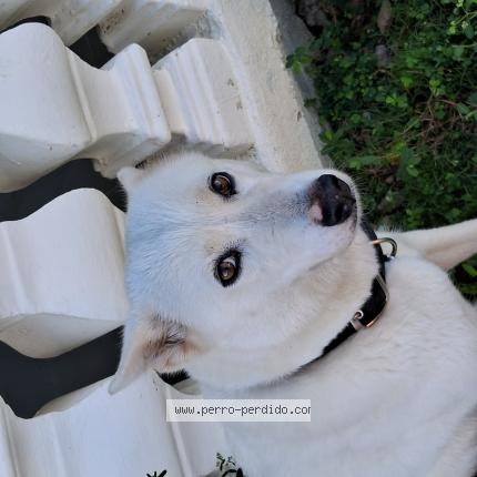 Photo 1/1 Layla Chien lost in Hato mayor