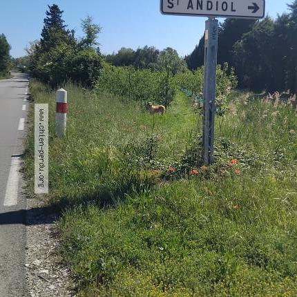 Photo 1/1 Found dog Found in Noves