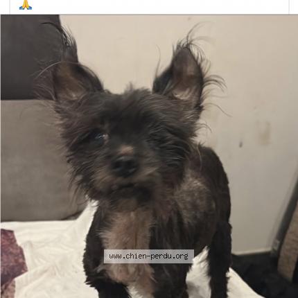 Photo 1/1 Luna Chien lost in Couillet