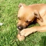 Picture of dog lost at Rochefort