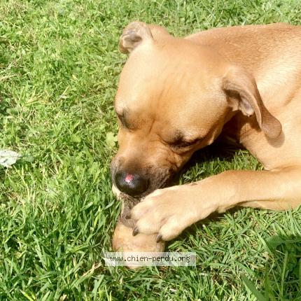 Photo 1/1 Sosa Chien lost in Rochefort