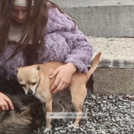 Photo 1/1 Oréo Chien lost in Charleroi