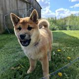 Picture of dog lost at Juvigny Sous Andaine