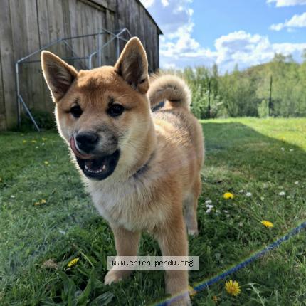 Photo 1/1 Maïko Chien lost in Juvigny sous andaine