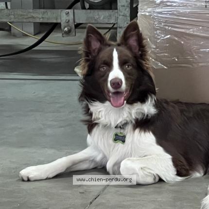 Foto van vermiste hond in Rhode Saint Genese