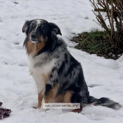 Photo 1/1 Heks Chien lost in Anne y