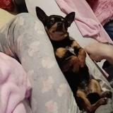 Picture of dog lost at Tarbes