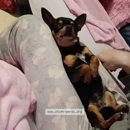 Photo 1/1 Brodouet Chien lost in Tarbes