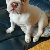 Picture of dog lost at Congis Sous Therouane